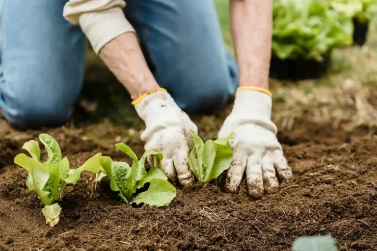 Calendrier de plantation des fruits et légumes