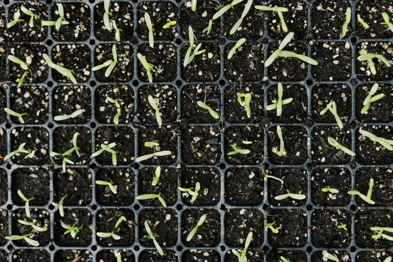 Plants de pommes de terre germés posés sur la terre d'un potager au moment de la plantation