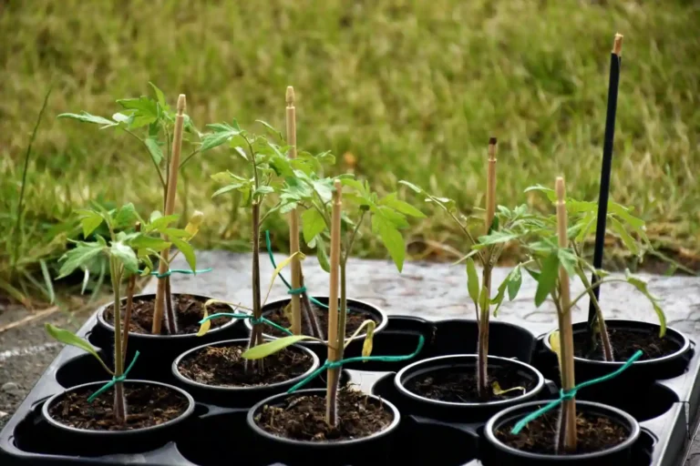 Calendrier de plantation des tomates : semis et récolte