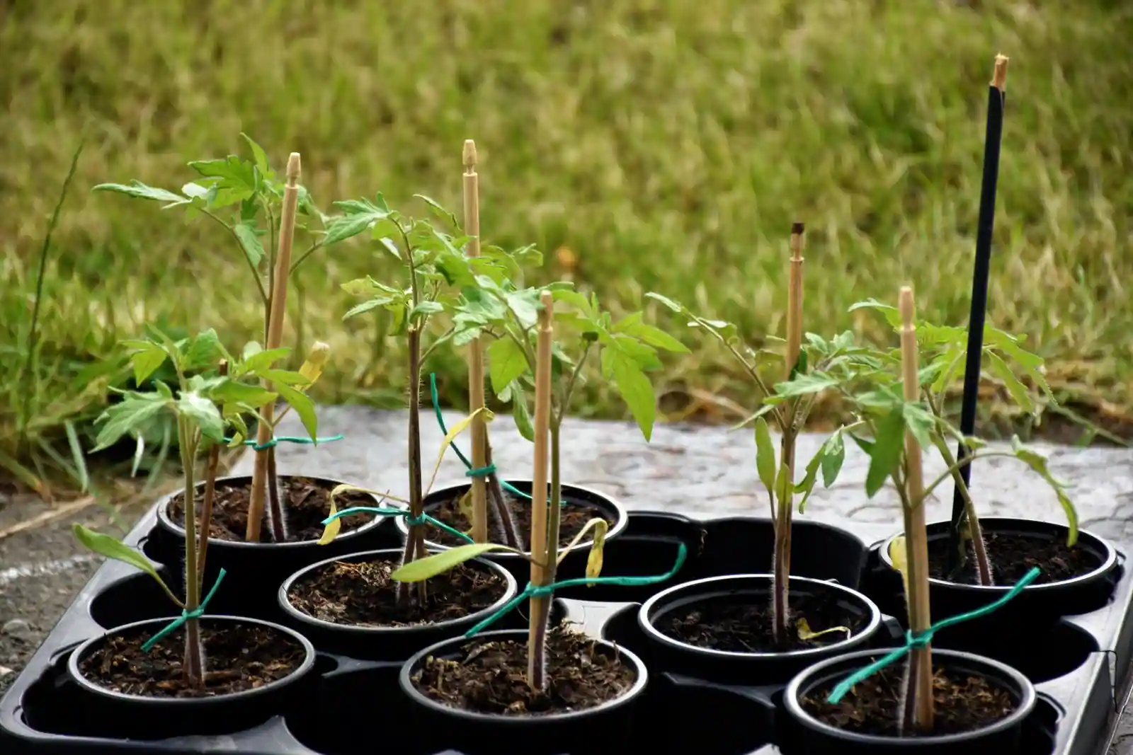 Jeunes plants de tomates cultivés en godets, prêts à être repiqués au jardin potager