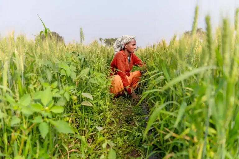 Chambre d&rsquo;agriculture : rôle, organisation et missions expliqués