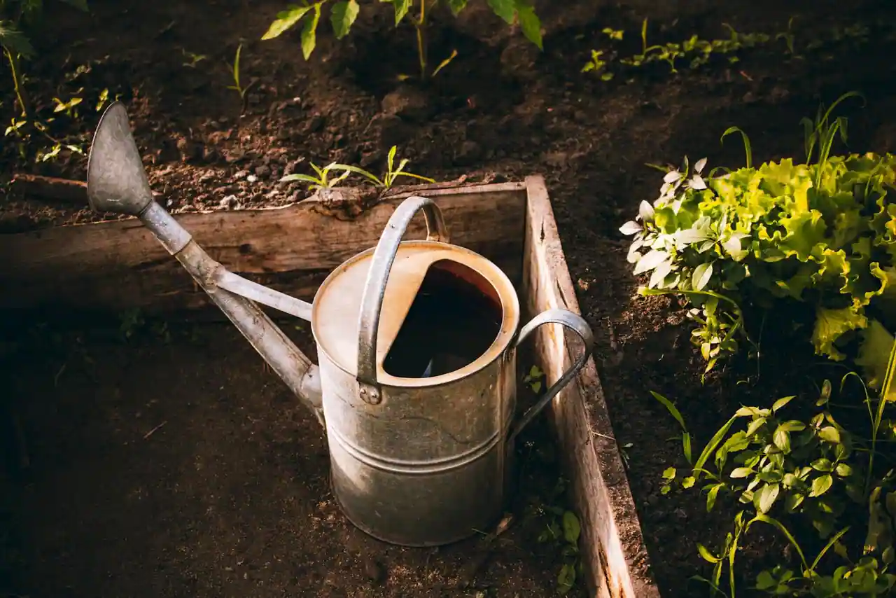 Carré potager en bois avec salades et jeunes plants, un arrosoir posé contre le cadre