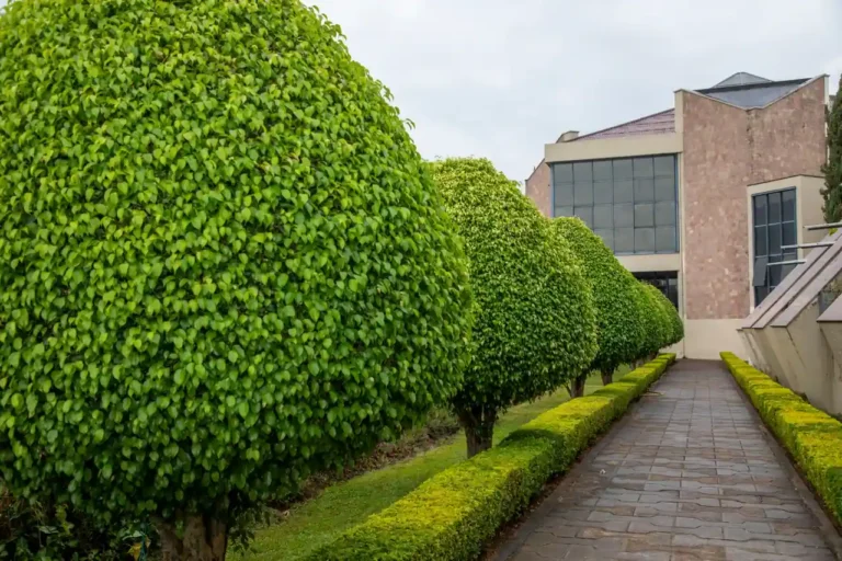 Jardin et paysage : concevoir son extérieur comme une composition