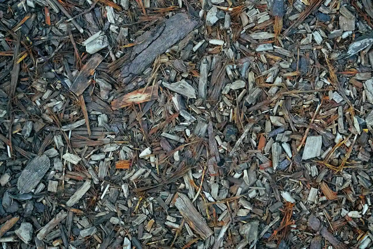 Copeaux de bois broyés étalés au sol comme paillage de jardin