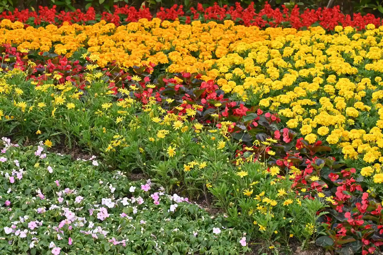 Massif de fleurs coloré et fourni dans un jardin, mêlant plantes de différentes hauteurs