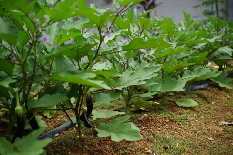 Plan de potager en permaculture pour débuter : la méthode pas à pas