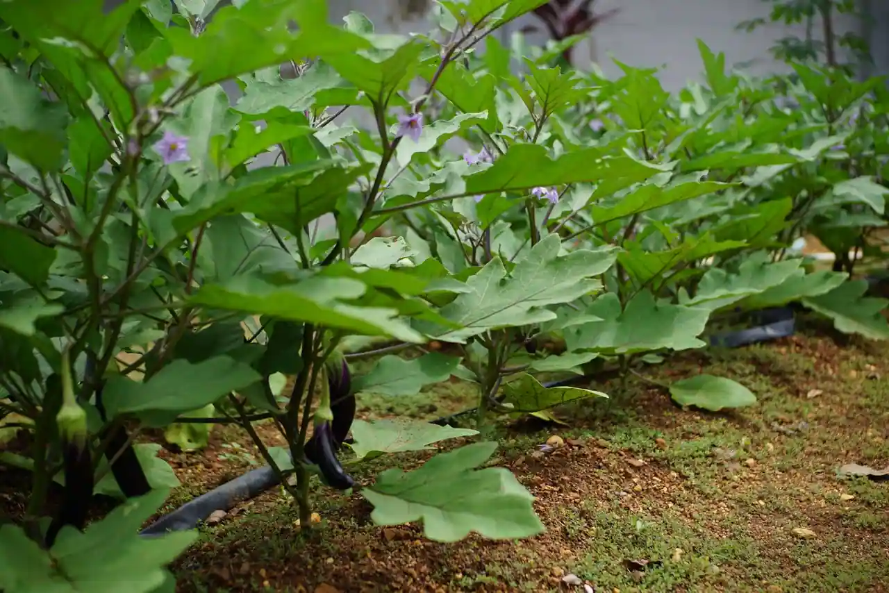 Plants d'aubergines en pleine croissance dans un potager, allées de terre entre les rangs