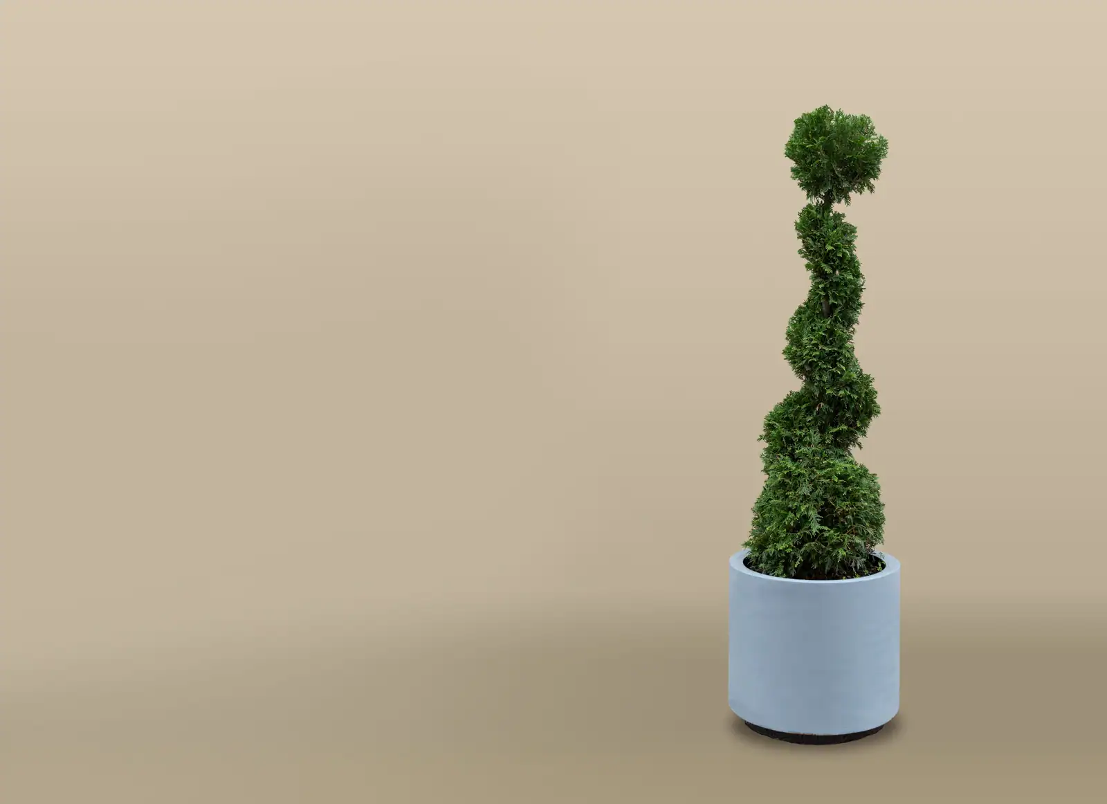 Conifère taillé en spirale dans un pot cylindrique épuré, sur un fond neutre et clair.