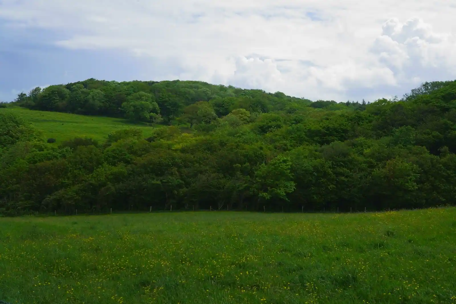 Prairie fleurie et haies bocagères bordant un coteau boisé, paysage rural de la Normandie intérieure