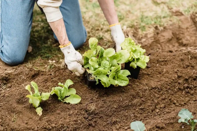 Calendrier lunaire de plantation : comprendre et l&rsquo;utiliser au potager