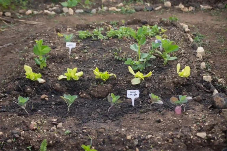Calendrier potager : quoi semer et récolter, saison par saison