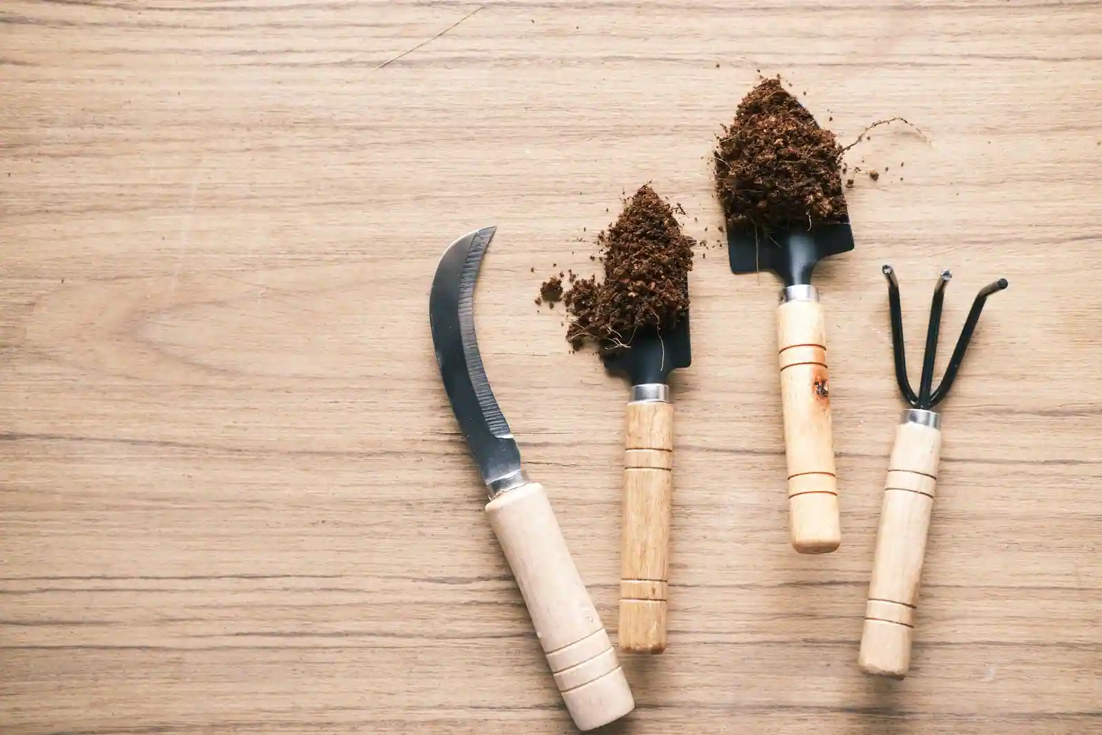 Ensemble d'outils de jardinage manuels posés sur un plan de travail en bois