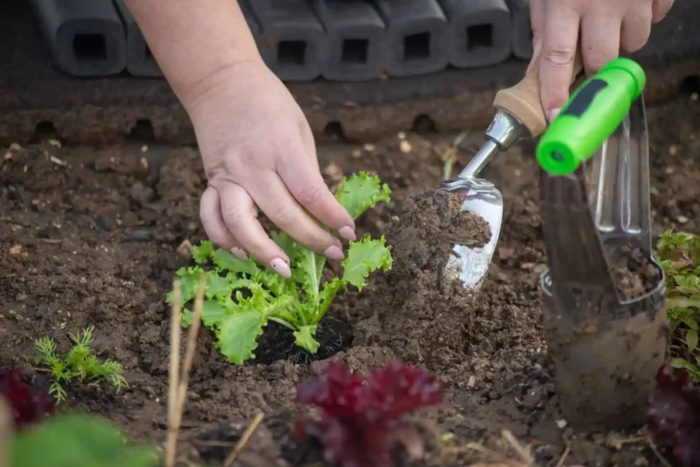 Calendrier lunaire au jardin : comment le lire et vraiment s&rsquo;en servir